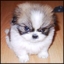cuky_vk